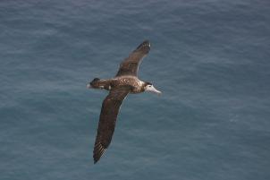 albatross