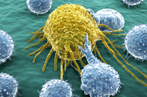 malaghan 2 cancer immunotherapy cells