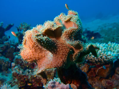 Elephant Ear Coral or Green Toadstool Coral - Tim Sherman Chase/CC 2.0