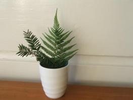 fern