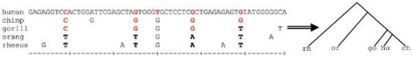 evolution figure 3