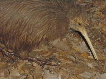 800px Kiwi bird in Christchurch New Zealand 2002 01 01