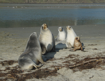 Otago Peninsula