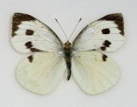 female great white butterfly small