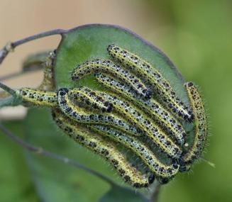 great white butterfly caterpillars on honesty photo Richard Toft small