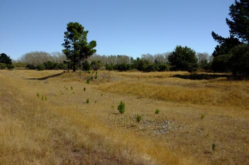 Kowhai Sanctuary 2