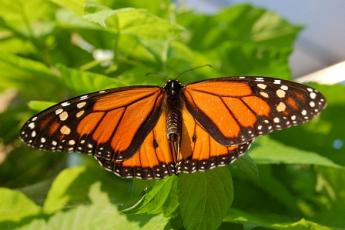 monarch wikimedia small