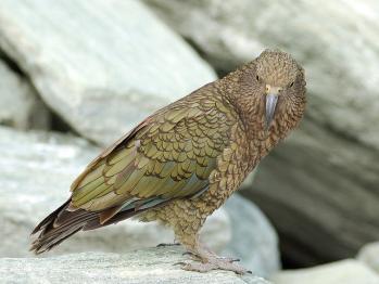 kea small