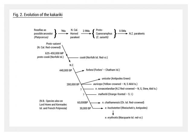 Evolution of the kakariki