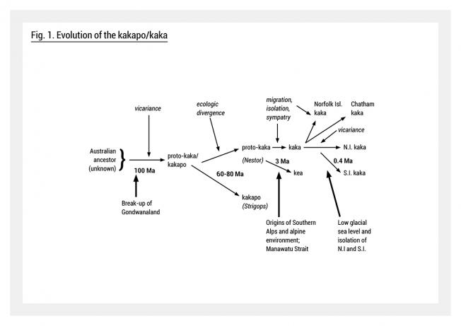 Evolution of the kakapo kaka