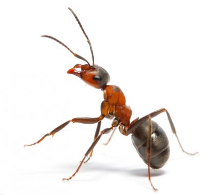 ant