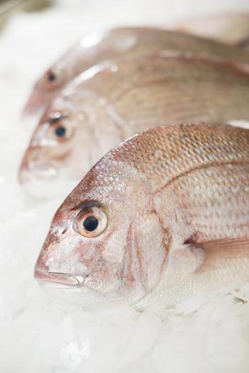 snapper
